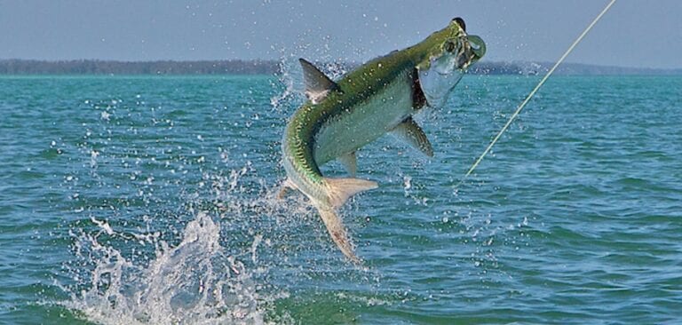 Fly Fishing Guide, Summerland Key, FL